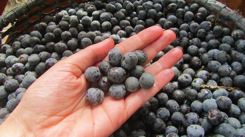 mão segurando um punhado de grãos de açaí in natura