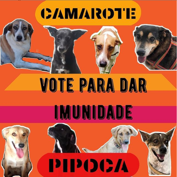 adoção de cachorros