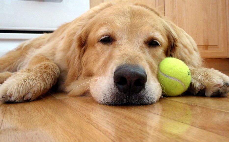 dog-with-ball-2