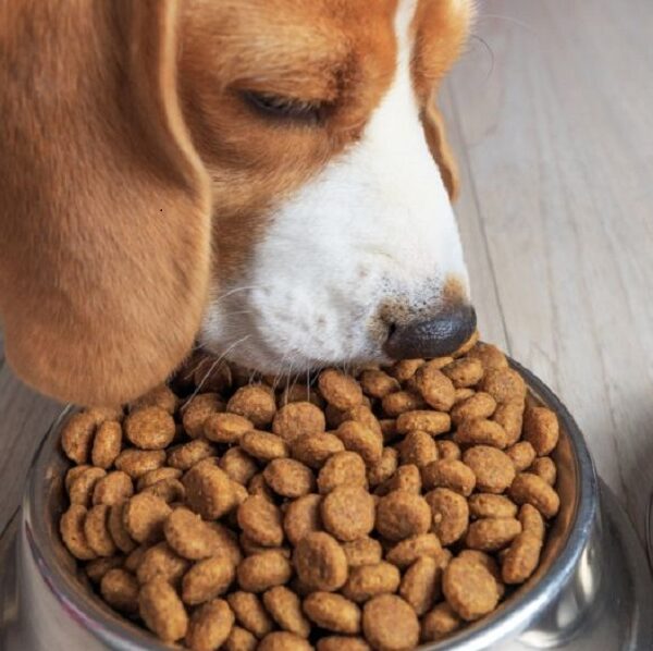 comer comida de cachorro