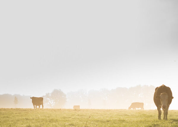 documentários sobre sustentabilidade: imagens de vacas pastando em meio a um campo com fumaça