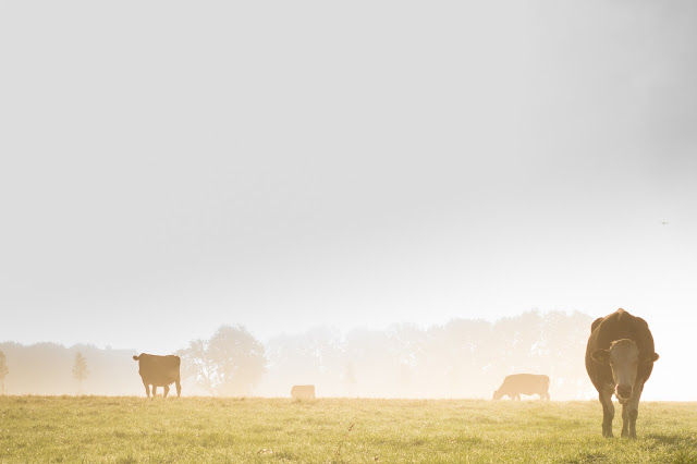 documentários sobre sustentabilidade: imagens de vacas pastando em meio a um campo com fumaça