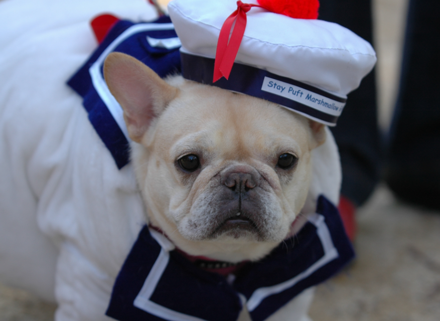 cachorros fantasiados