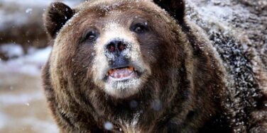 Urso do Pó Branco