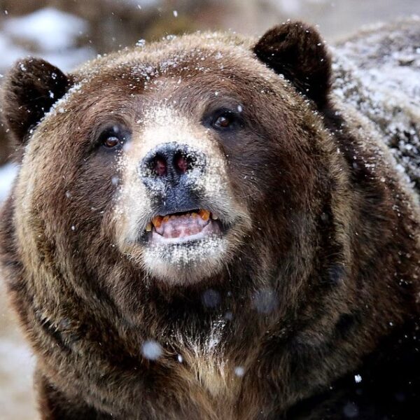 Urso do Pó Branco