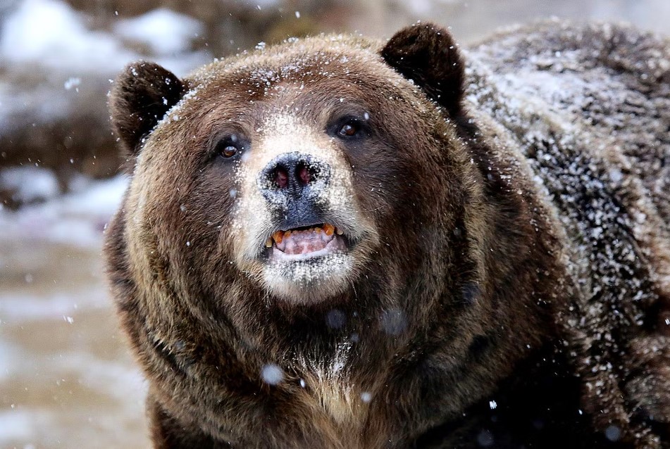 A historia por trás do filme 'O Urso do Pó Branco'. Vão assistir