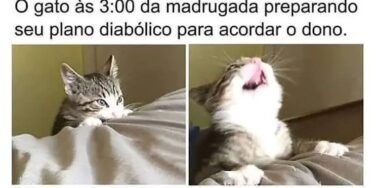 memes de gatos