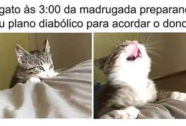 memes de gatos