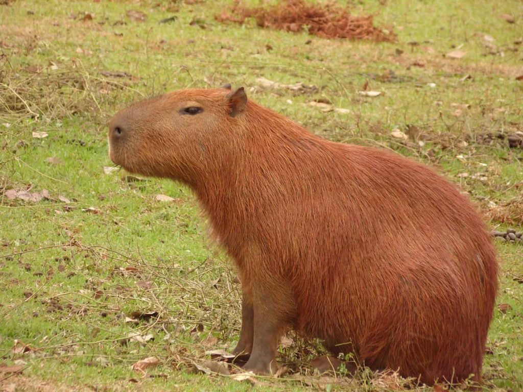 Memes de capivara