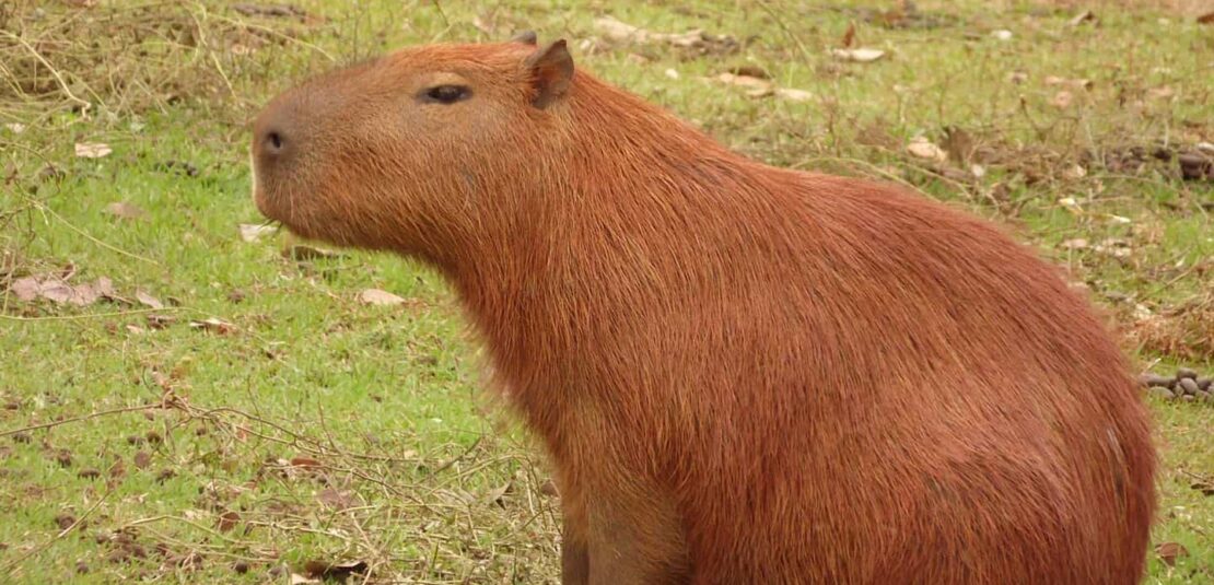 Memes de capivara