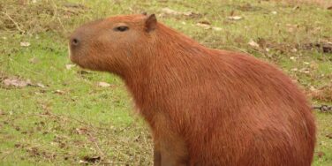 Memes de capivara