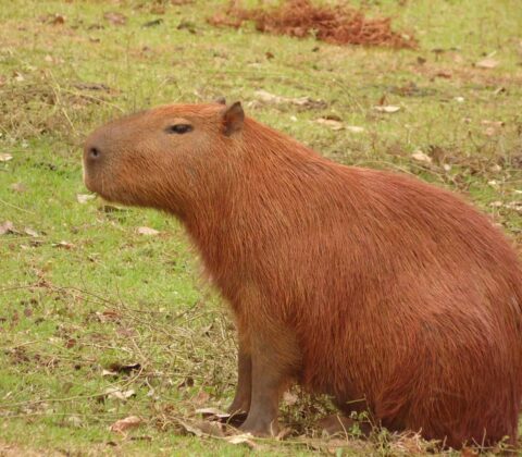 Memes de capivara