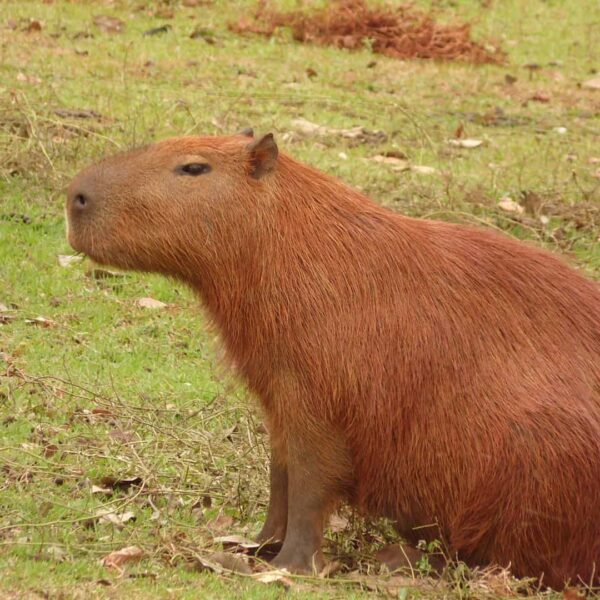 Memes de capivara