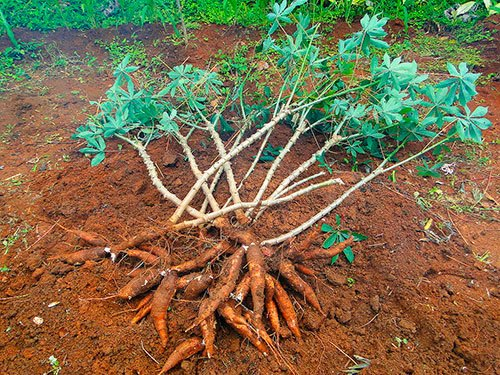 plantas venenosas