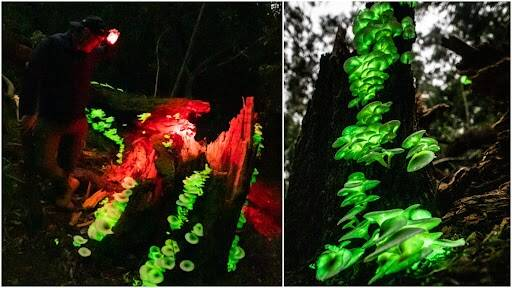 floresta brilhante