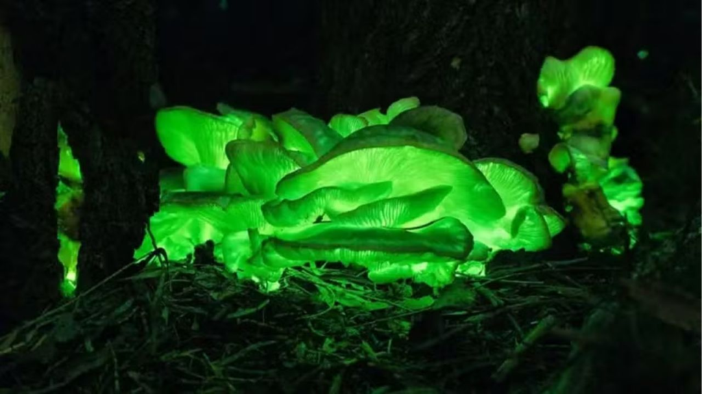 floresta brilhante