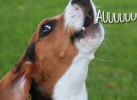 conversar animais