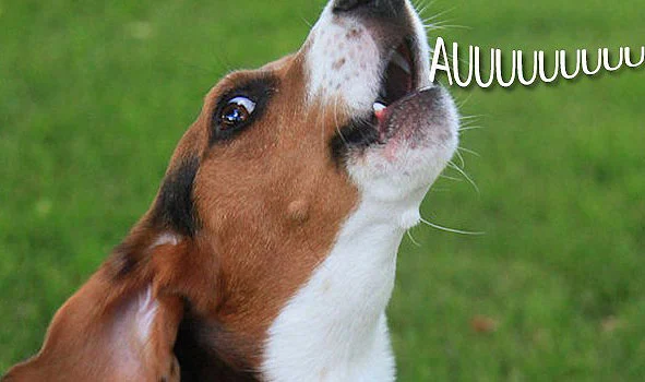 conversar animais